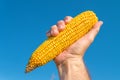 Farmers hand holding harvested corn cob Royalty Free Stock Photo