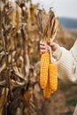 Farmers hand holding maize in agricultural corn field Royalty Free Stock Photo