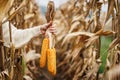 Farmers hand holding maize in agricultural corn field Royalty Free Stock Photo