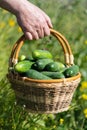 Farmers hand holds wicker basket with freshness picked organic farm-grown cucumbers on background of summer green grass in field Royalty Free Stock Photo