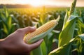 Farmers Hand Inspecting Freshly Harvested Corn Cob at Beautiful Sunset in Green Field Royalty Free Stock Photo