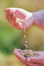 Close up of farmers hand showing wheat grains at farm