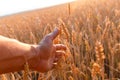 Farmers Hand Touches The Ear Of Wheat At Sunset. The Agriculturist Inspects A Field Of Ripe Wheat. Farmer On Wheat Field