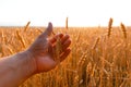 Farmers hand touches the ear of wheat at sunset. The agriculturist inspects a field of ripe wheat. farmer on wheat field Royalty Free Stock Photo