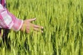 Farmers hand in wheat field