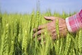 Farmers hand in wheat field. Focus on hand