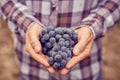 Farmers hands with blue grapes Royalty Free Stock Photo
