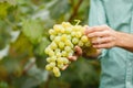 Farmers hands with freshly harvested grapes Royalty Free Stock Photo