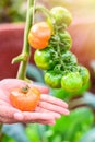 Farmers hands with freshly harvested tomatoes with tomatoes tree background. Royalty Free Stock Photo