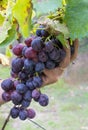 Farmers hands with garden secateurs and freshly blue grapes at harvest, Chianti Region, Tuscany, Italy Royalty Free Stock Photo