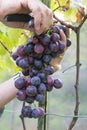 Farmers hands with garden secateurs and freshly blue grapes at harvest, Chianti Region, Tuscany, Italy Royalty Free Stock Photo