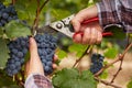 Farmers hands during the harvest of the grapes Royalty Free Stock Photo