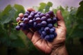 Farmers hands holding blue grapes Royalty Free Stock Photo