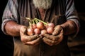 farmers hands holding a bunch of harvested onions