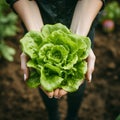 Farmers hands holding fresh organic lettuce from small farm. Agriculture business concept