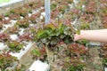 Farmers hands holding fresh vegetables see root in hydroponic garden during morning time food.Growing plants vegetables salad farm