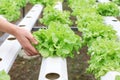 Farmers hands holding fresh vegetables see root in hydroponic garden during morning time food.Growing plants vegetables salad farm