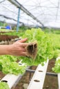 Farmers hands holding fresh vegetables see root in hydroponic garden during morning time food.Growing plants vegetables salad farm