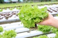 Farmers hands holding fresh vegetables see root in hydroponic garden during morning time food.Growing plants vegetables salad farm
