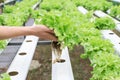 Farmers hands holding fresh vegetables see root in hydroponic garden during morning time food.Growing plants vegetables salad farm