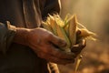 Farmers hands holding freshly picked ears of