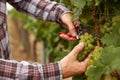 Farmers hands holding garden secateurs and with freshly The farmer during the harvest grapes Royalty Free Stock Photo