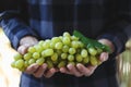 White grapes in farmer`s hands Royalty Free Stock Photo