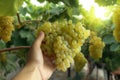 Farmers hands holding white grapes