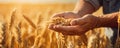 Farmers Hands Pour Wheat Grains In The Field