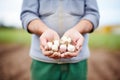 farmers hands presenting fermented garlic, field background