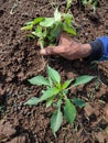 Farmers' hands remove the grass growing around the chili trees