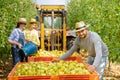 Farmers harvest apples in a large box for transportation using a tractor