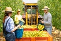 Farmers harvest apples in a large box for transportation using a tractor