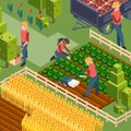 Farmers harvest. Isometric people working on field growth natural eco food watering and cultivated countryside education