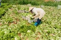 Farmers harvest lettuce