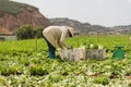 Farmers harvest lettuce
