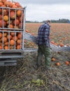 Pumpkin harvest on field in the netherlands in the province of groningen near loppersum