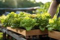 Farmers harvest organic salad, grow vegetables in hydroponics, and wooden boxes