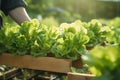 Farmers harvest organic salad, grow vegetables in hydroponics, and wooden boxes