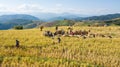 Farmers harvest rice farm with Traditional way