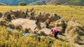 Farmers harvest rice farm with Traditional way