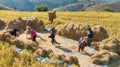 Farmers harvest rice farm with Traditional way Royalty Free Stock Photo