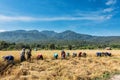 Farmers harvest rice.