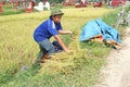 Farmers harvest rice in a field