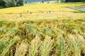 Farmers harvest rice in rice fields