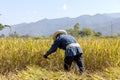 farmers harvest wheat rice