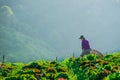 Farmers harvesting on cabbage field with mountain background, No