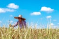 Farmers are harvesting crops in rice fields. Bright sky day.