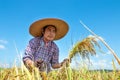 Farmers are harvesting crops in rice fields. Bright sky day.