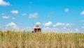 Farmers are harvesting crops in rice fields. Bright sky day.